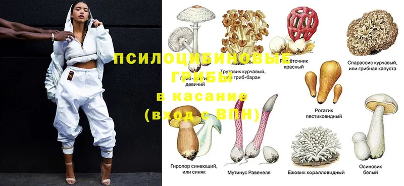 Псилоцибиновые грибы прущие грибы  что такое   Лабытнанги 